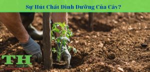 cay-lay-chat-dinh-duong-tu-dau