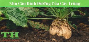 chuan-doan-dinh-duong-cay-trong