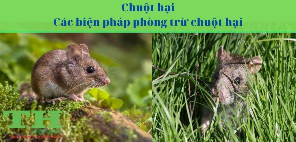 chuot-hai-va-cac-bien-phap-phong-tru-chuot
