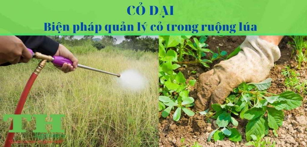 co-dai-va-bien-phap-qua-ly-co-tren-ruong-lua (1)