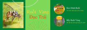 bay-diet-ruoi-vang-duc-trai