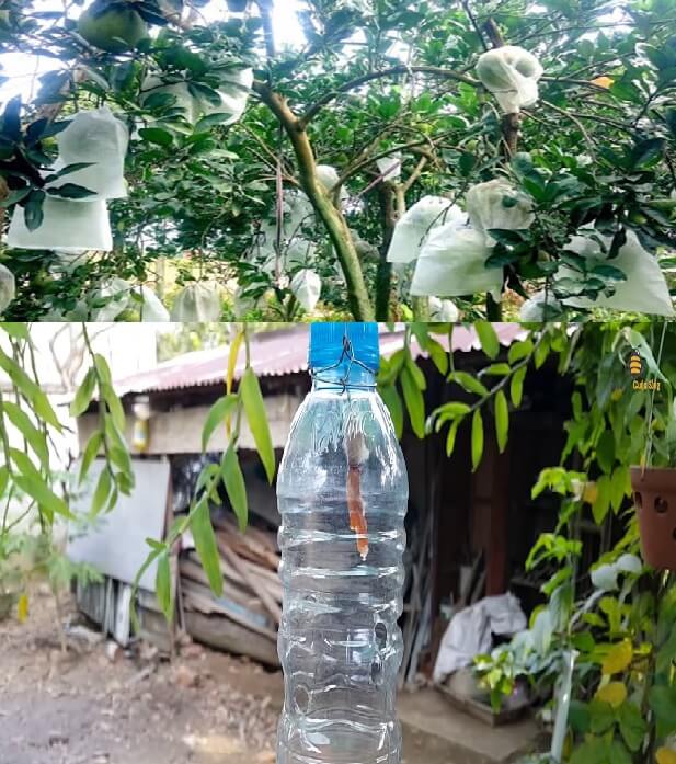 tu-che-diet-ruoi-vang-bang-chai-nhua-va-boc-qua