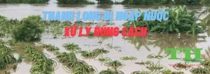 kinh-nghiem-xu-ly-thanh-long-bi-ngap-nuoc-thagricare