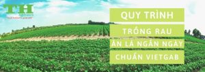 quy-trinh-trong-rau-an-la-ngan-ngay