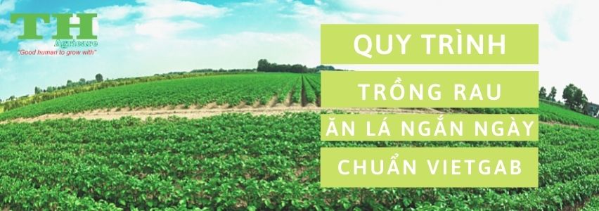 quy-trinh-trong-rau-an-la-ngan-ngay