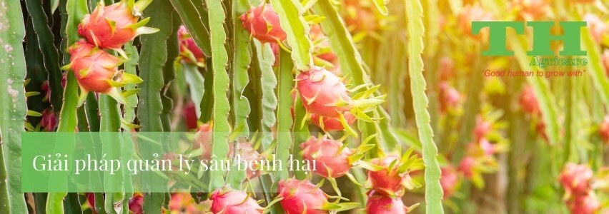 thagricare-giai-phap-dinh-duong-cho-cay-thanh-long