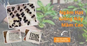 tai-sao-phai-ngam-hat-giong-truoc-khi-gieo-trong (1) (1)