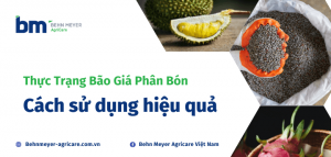 thuc-trang-gia-phan-bon-va-cach-su-dung-hieu-qua (2)