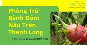 dau-hieu-nhan-viet-va-phong-tru-benh-dom-nau-tren-thanh-long