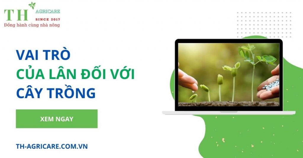vai-tro-cua-lan-doi-voi-cay-trong