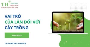vai-tro-cua-lan-doi-voi-cay-trong