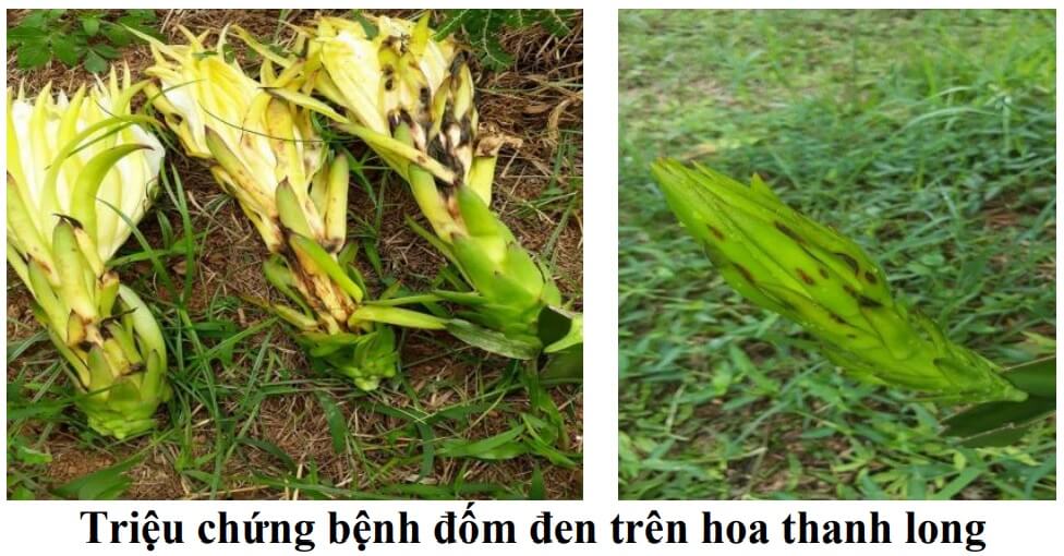 benh-dom-den-tren-hoa-thanh-long (1)