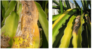 benh-thoi-be-tren-cay-thanh-long-thagricare