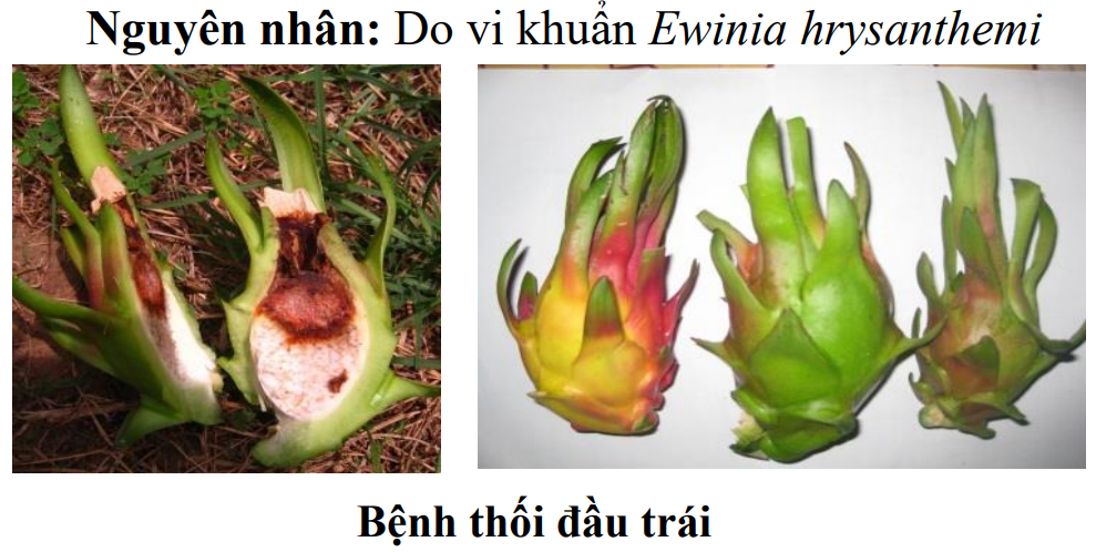 benh-thoi-dau-trai-thanh-long