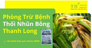 benh-thoi-nhun-bong-tren-thanh-long
