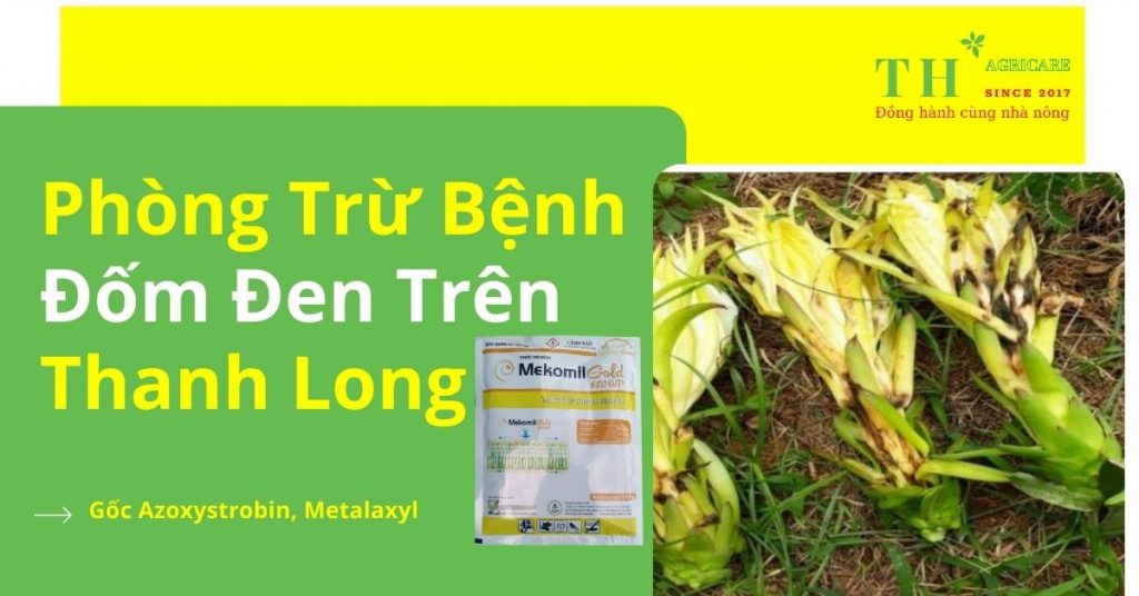 phong-tru-benh-dom-den-tren-thanh-long-thagricare