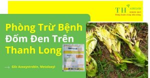phong-tru-benh-dom-den-tren-thanh-long-thagricare