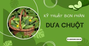 Ky-Thuat-Bon-Phan-Dua-Leo