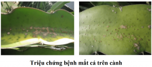 benh-mat-ca-tren-cay-thanh-long