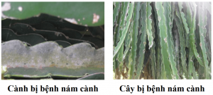 benh-nam-canh-tren-cay-thanh-long-thagricare