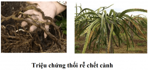 benh-thoi-re-chet-canh-cay-thanh-long-thagricare