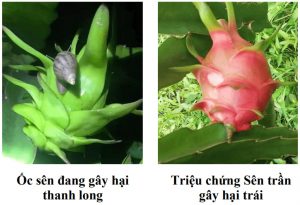 oc-sen-hai-thanh-long