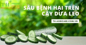 sau-benh-gay-hai-cay-dua-chuot-thagricare