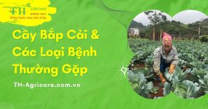 Cay-bap-cai-va-cac-loai-Sau-benh-thuong-gap