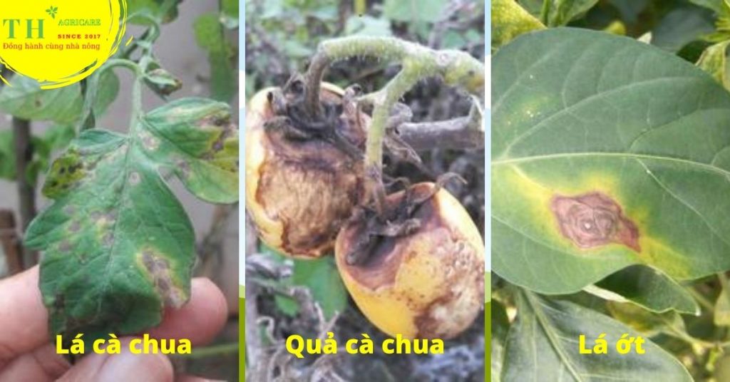 benh-tan-rui-la-thoi-rung-qua-thagricare (2)