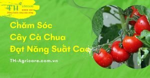 cham-soc-va-quy-trinh-bon-phan-cay-ca-chua-thagricare