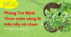 phong-tru-benh-virus-xoan-vang-la-tren-cay-ca-chua-thagircare