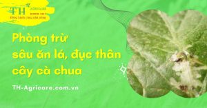phong-tru-sau-an-la-sau-duc-than-cay-ca-chua