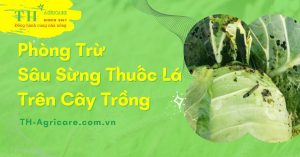 sau-sung-thuoc-la-hai-cay-trong