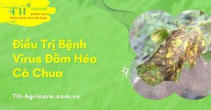 phong-tru-dieu-tri-benh-virus-dom-heo-ca-chua-thagricare
