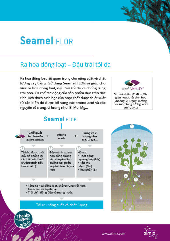 seamel-flor-tap-doan-olmix-ngo-agro-thagricare