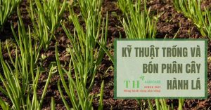 Ky-Thuat-Trong-Cay-Hanh-La-Lua-Chon-Giong-Thoi-Vu-Trong-va-Ky-Thuat-Trong-Hanh