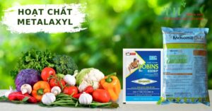 hoat-chat-metalaxyl-thuoc-tru-benh-pho-rong-thagricare