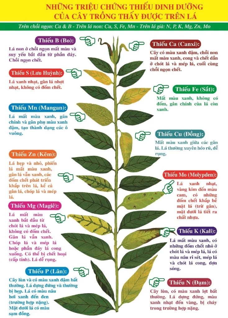 nhu-cau-dinh-duong-cua-cay-trong-va-bieu-hien-thagricare