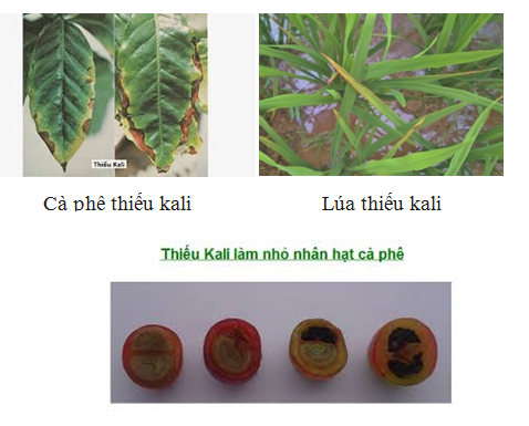 Bieu-hien-thieu-kali-tren-cay-trong